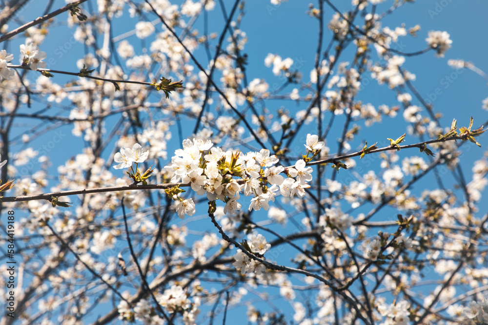 Tree branch with white flowerS
Tree branch with white flowerS