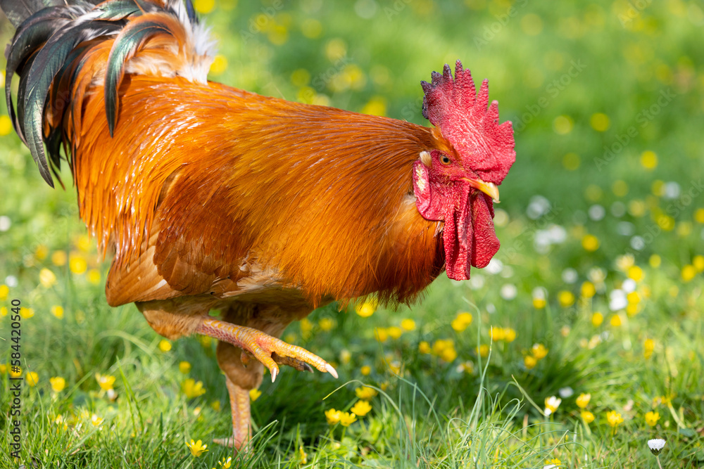 Φωτογραφία Retrato de un impresionante gallo en un campo de hierba verde en primavera con f