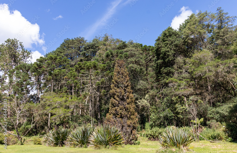 Beautiful landscape of Campos do Jordão park in São Paulo, Brazil. Beautiful landscape of Campos do Jordão park in São Paulo, Brazil.