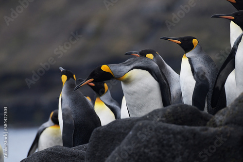 Fotografija king penguin colony on the rocks