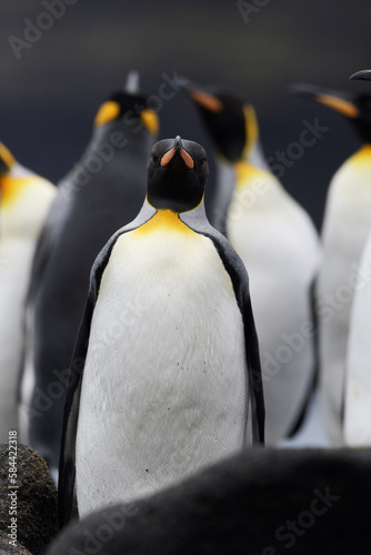 king penguins on the rocks.