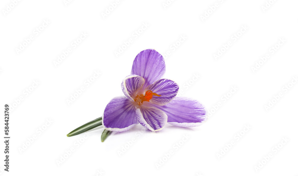 Obraz premium One blue crocus.