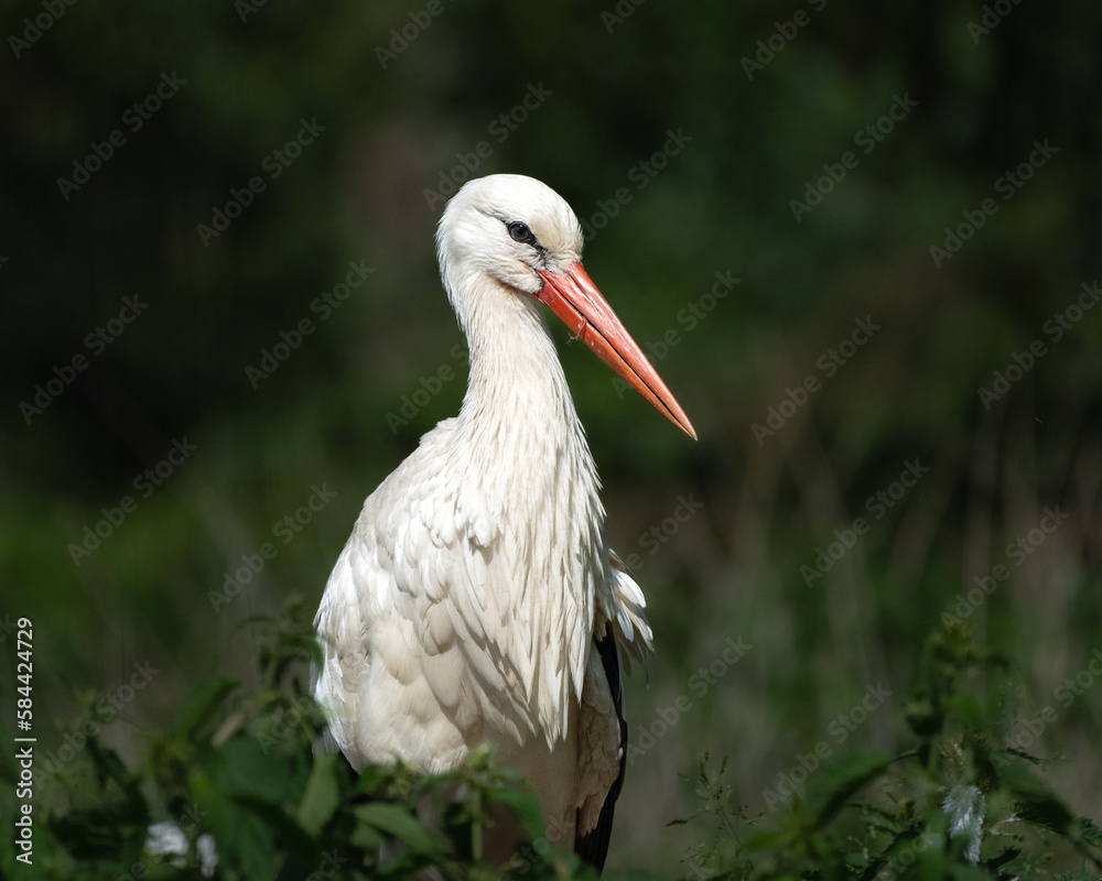 Ein stolzer Storch Ein stolzer Storch