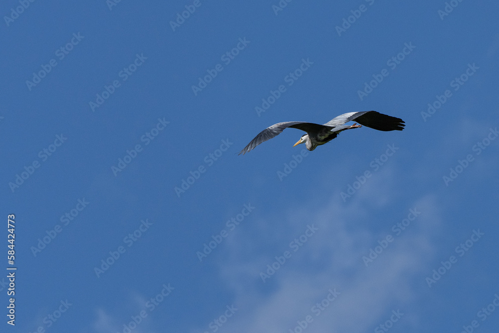 Graureiher im Flug Graureiher im Flug