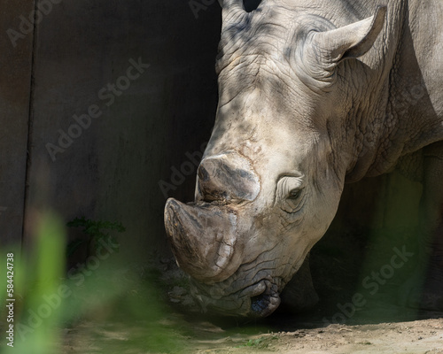 Ein Nashorn im Schatten 