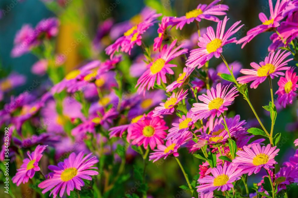 Chrysanthemums. Bright purple autumn flowers. Floral background