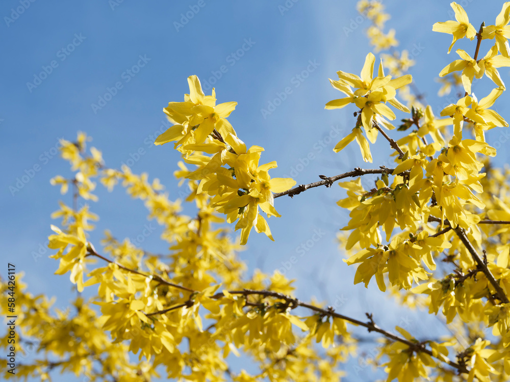 Forsythia intermedia or border forsythia, ornamental shrub with profuse beautiful bright yellow flower on arching branches with leaves appearing after flowering
Forsythia intermedia or border forsythia, ornamental shrub with profuse beautiful bright yellow flower on arching branches with leaves appearing after flowering