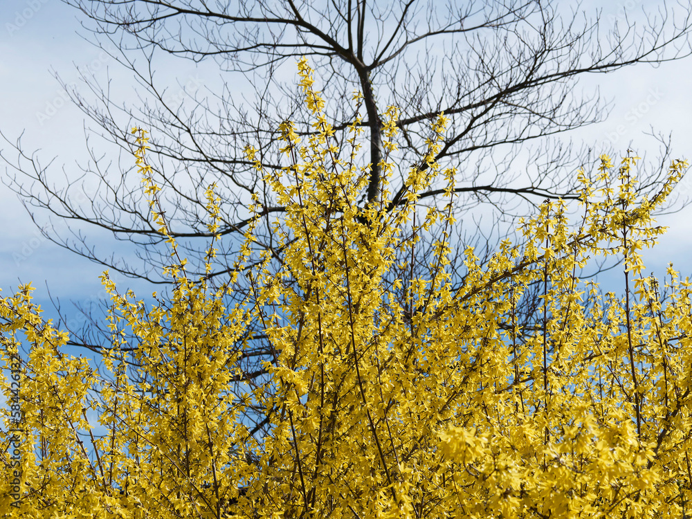 Border forsythia, beautiful ornamental shrub with bright yellow flowering that announces the arrival of spring
Border forsythia, beautiful ornamental shrub with bright yellow flowering that announces the arrival of spring