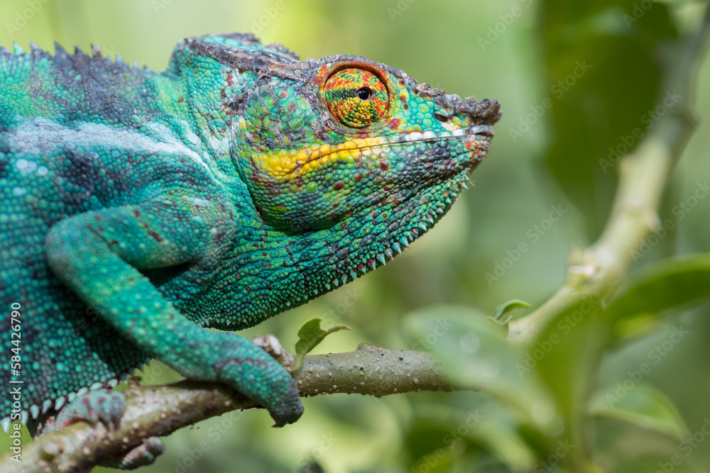 Obraz premium Panther chameleon (Furcifer pardalis), close to Andasibe Mantadia National Park, Madagascar Wildlife, Africa.