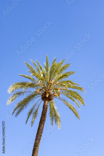 A palm tree against a clear blue sky