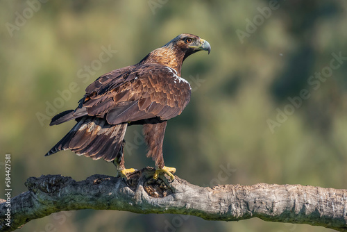 spanish imperial eagle perched on a trunk with out of focus background early morning photo