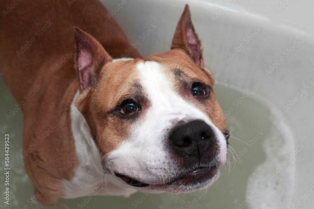 American Staffordshire Terrier dog washed in bath