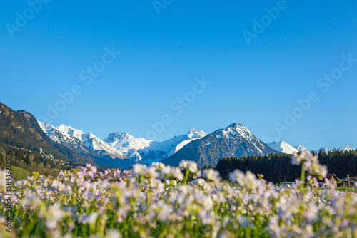 Allg  u - Fr  hling - Berge - Alpen - Blumen - Schnee