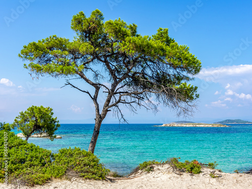 Pine tree on Karydi beach in Vourvourou, Sithonia peninsila, Chalkidiki, Greece © Mistervlad