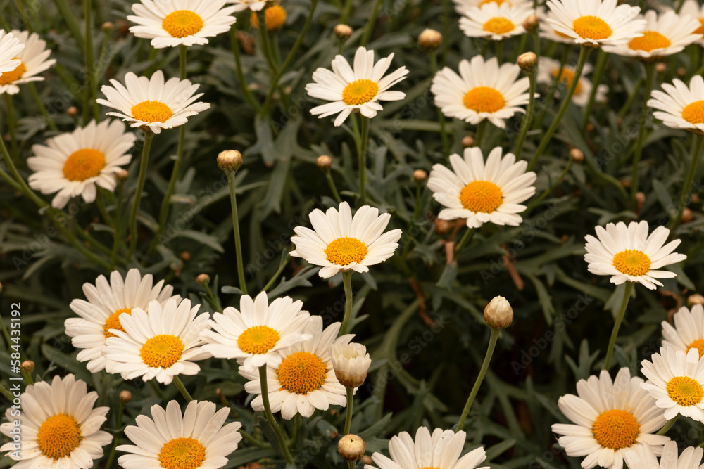 Fototapeta premium flowers