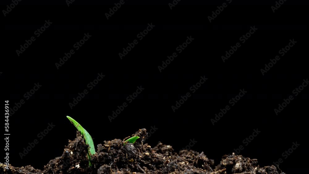 Macro time lapse of fresh cucumber growing. Closeup of the germination