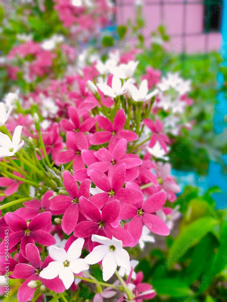 Naklejka premium Photography of beautiful natural flowers