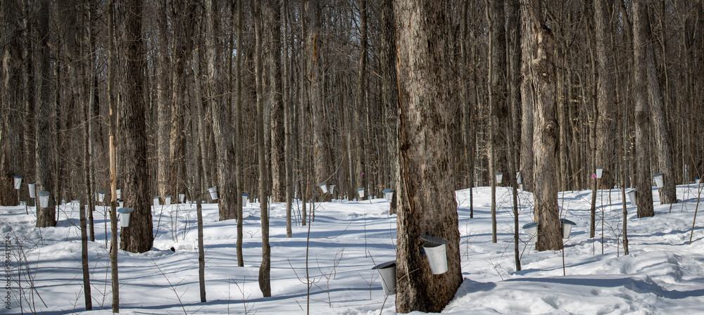 Fototapeta premium Sugar shack in quebec Canada