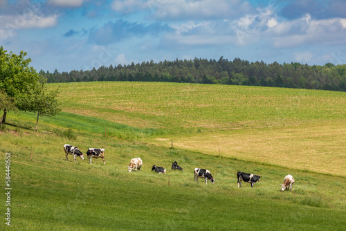 Summer on Kashubia: cows on the meadow in Szklana Huta, Poland