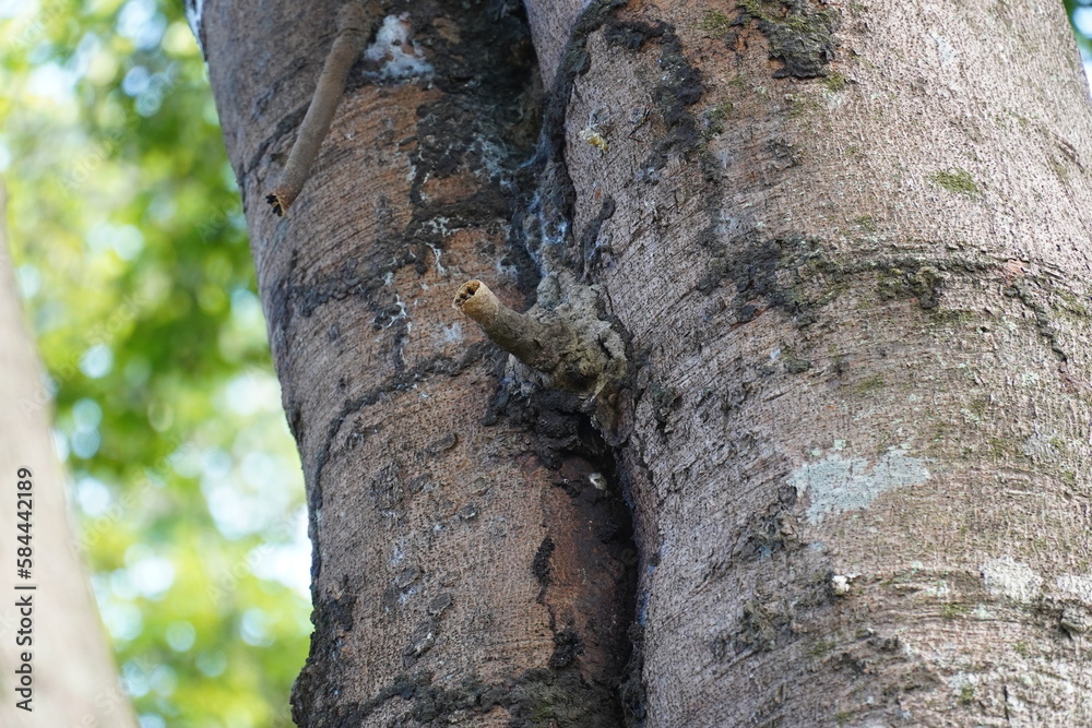Obraz premium Natural Brazilian bee nest and bees wax tube artfully constructed by the insects on an old tree. Amazon rainforest near the village Solimoes, state of Para, Brazil.