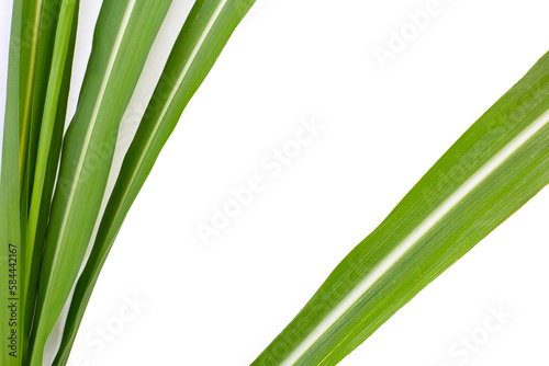 Sugar cane leaves on white background. © Bowonpat