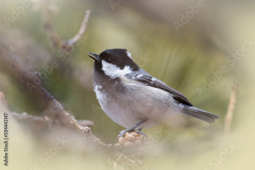Coal tit or cole tit (Periparus ater) perched on a pine cone, feeding in a coniferous forest in soft pastel colors - Italy - March