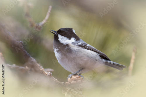 Obraz na płótnie Coal tit or cole tit (Periparus ater) perched on a pine cone, feeding in a coniferous forest in soft pastel colors - Italy - March w salonie