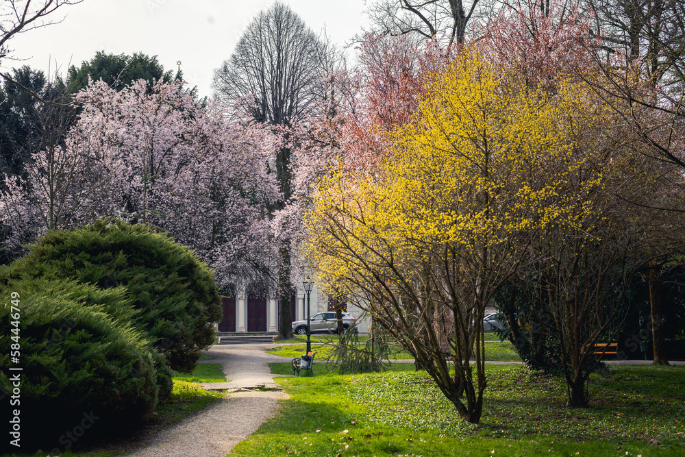 spring in the park comes in many colors, yellow, pink and white blossom, magnolia tree