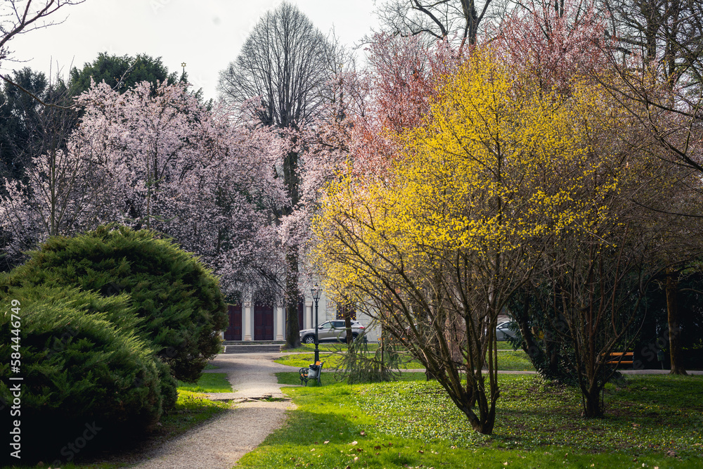spring in the park comes in many colors, yellow, pink and white blossom, magnolia tree spring in the park comes in many colors, yellow, pink and white blossom, magnolia tree