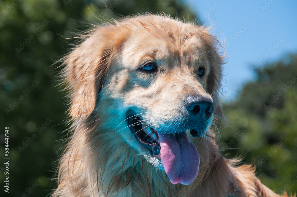 Obraz premium Portrait of a 2 and a half year old golden retriever dog