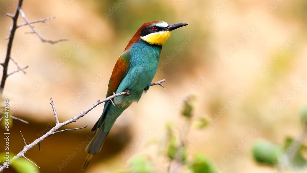 Fototapeta premium Colorful Bee-Eater (Merops orientalis) close-up is perched on a isolated tree branch nature bokeh background.