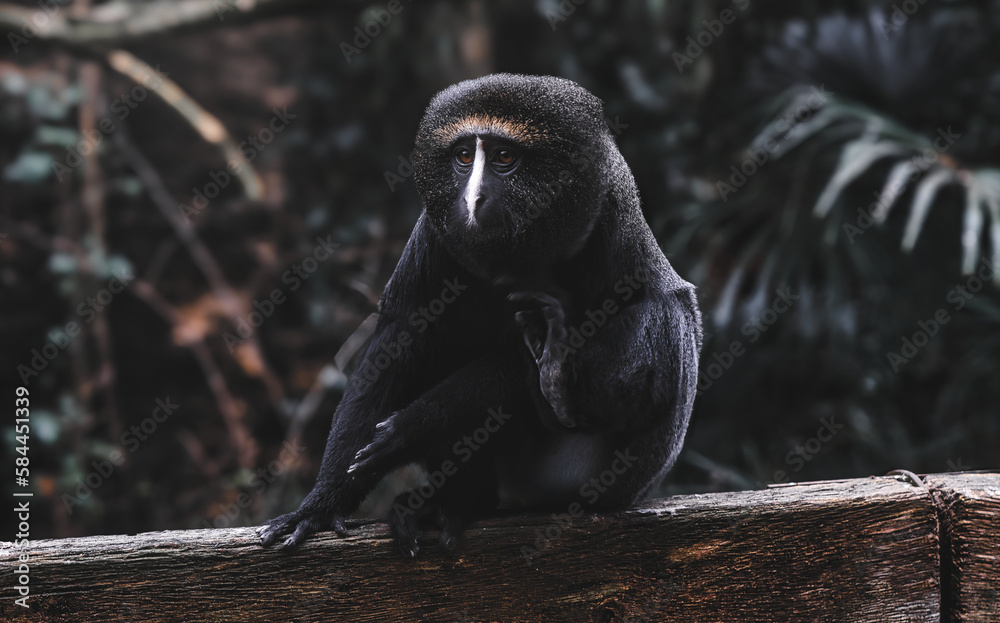 Obraz premium Cercopithèque à tête de hibou