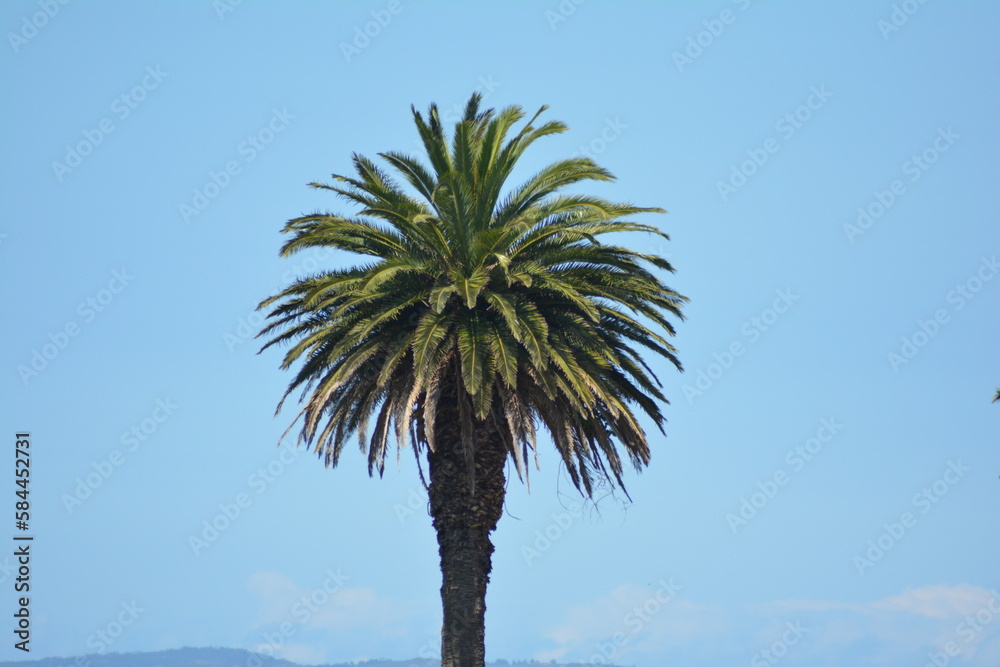 Palmera
