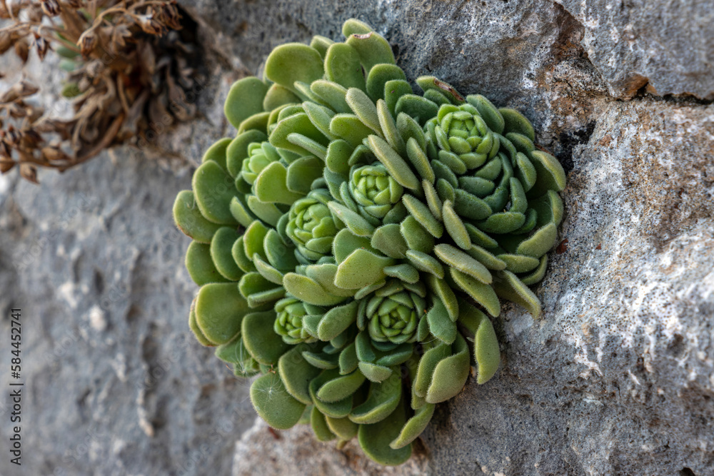 Succulent plant Aeonium in its natural environment. Succulent plant Aeonium in its natural environment.