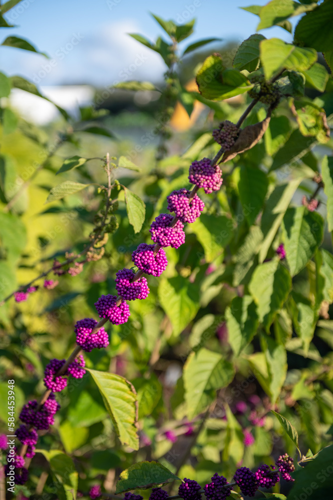 clusters of beauty berries growing on a branch clusters of beauty berries growing on a branch