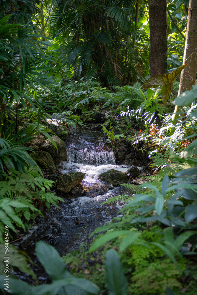 a brook in the middle of the forest with light hitting it a brook in the middle of the forest with light hitting it