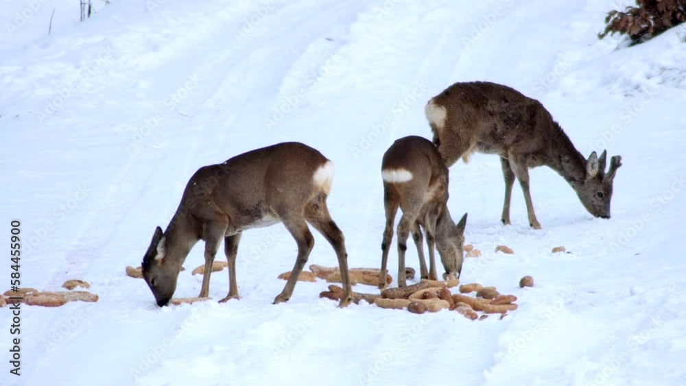 4k Video of a wild and tidy family of roe deer eating pastries prepared by a hunter in the harsh winter. Roe deer, female roe deer, and fawn. Filmed in the Czech Republic 4k Video of a wild and tidy family of roe deer eating pastries prepared by a hunter in the harsh winter. Roe deer, female roe deer, and fawn. Filmed in the Czech Republic