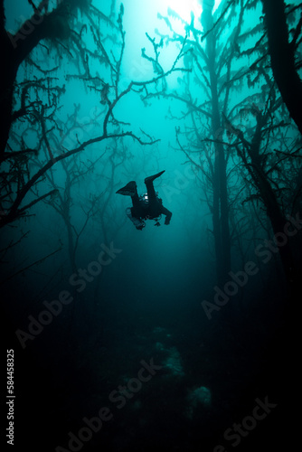 Taucher schwimmt durch Unterwasser-Wald photo