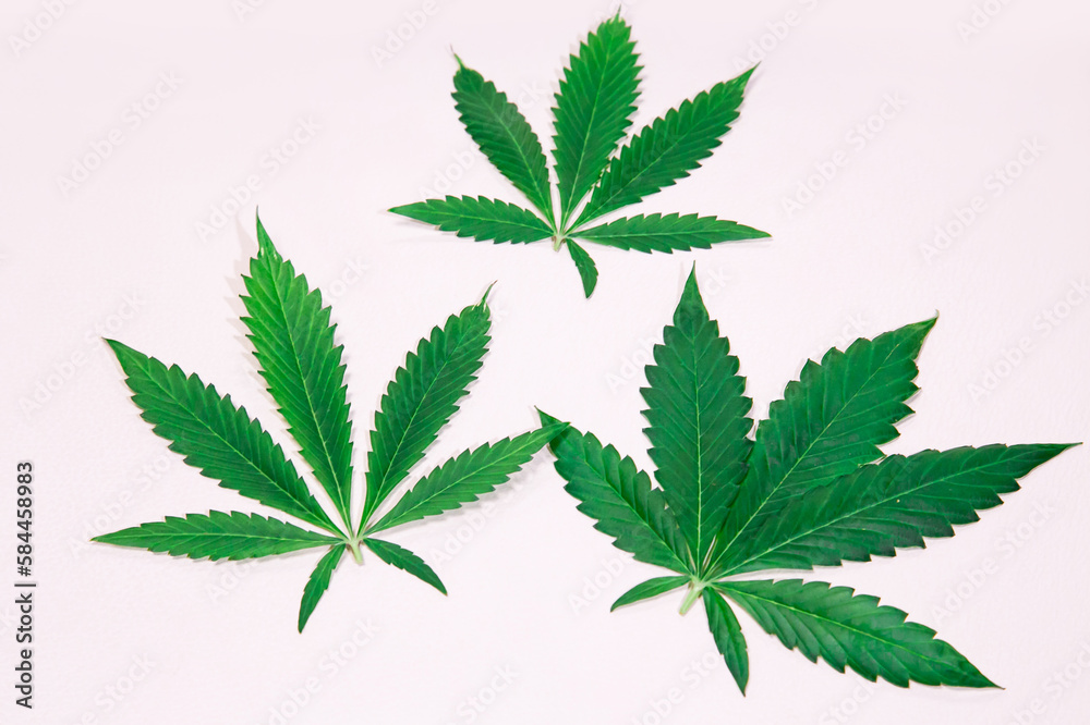 Marijuana leaves on white background. Marijuana leaves on white background.
