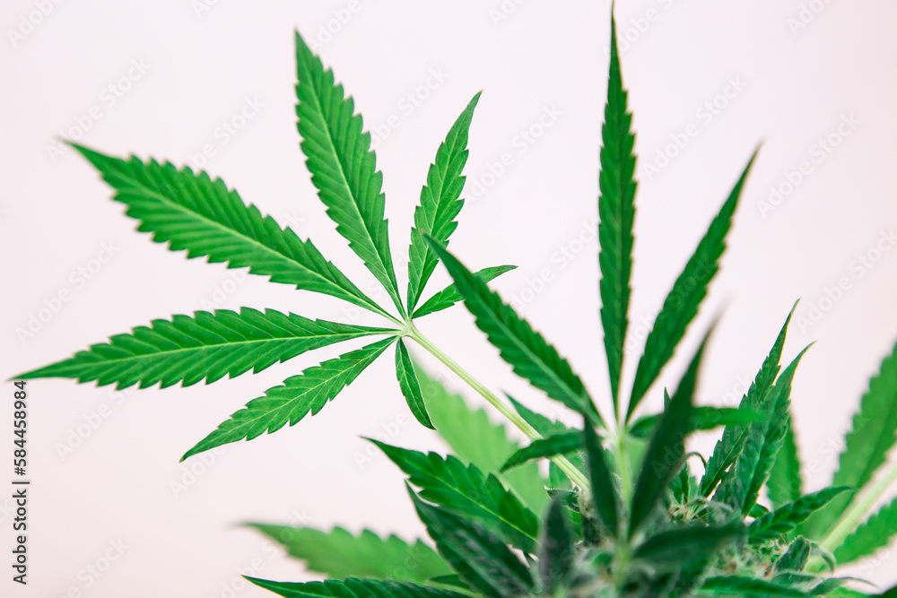 Marijuana leaves on white background. Marijuana leaves on white background.