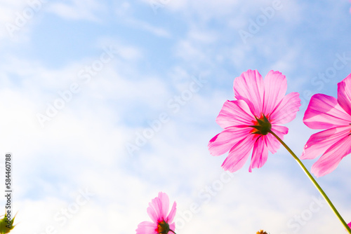 Beautiful cosmos flowers in garden.