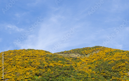 Pencarrow Head. Wellington, New Zealand.

A sea of yellow flowers cover the rolling hills of Pencarrow Head - A beautiful stretch of coastline to the South-East of Wellington City. photo