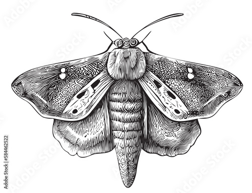 Moth insect hand drawn sketch in doodle style illustration