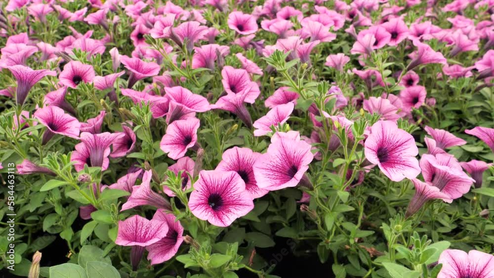 Surfinia petunias flowers. A special variety of hanging petunia. Solanaceae family Surfinia petunias flowers. A special variety of hanging petunia. Solanaceae family