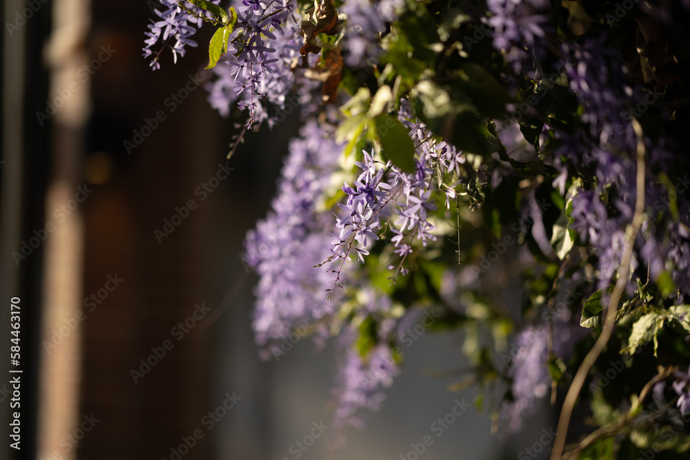 Flowering spring lilac flowers, close up Flowering spring lilac flowers, close up