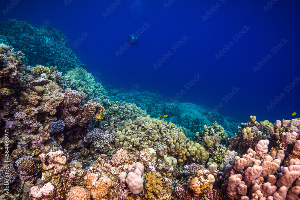 Korallenriff mit Silhouette eines Tauchers im Hintergrund
