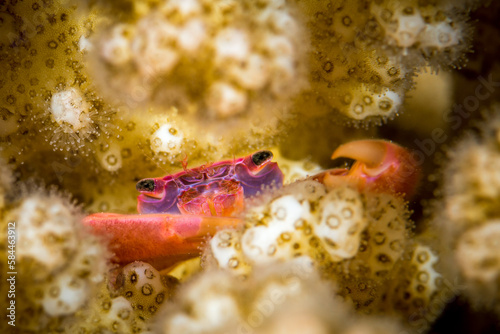 Korallenkrabbe  Guard crab  in einer Steinkoralle im Roten Meer  Golf von Akaba  Dahab    gypten