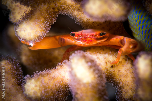 Korallenkrabbe (Guard crab) in einer Steinkoralle im Roten Meer, Golf von Akaba, Dahab, Ägypten photo