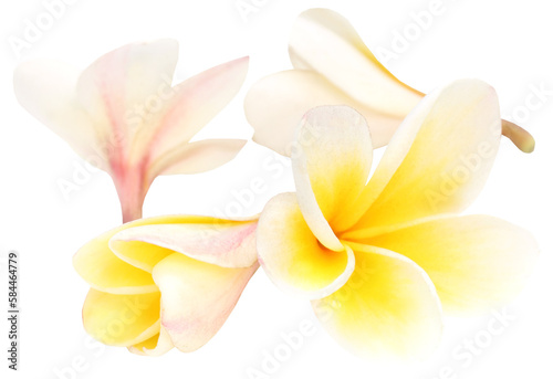 Tropical Frangipani