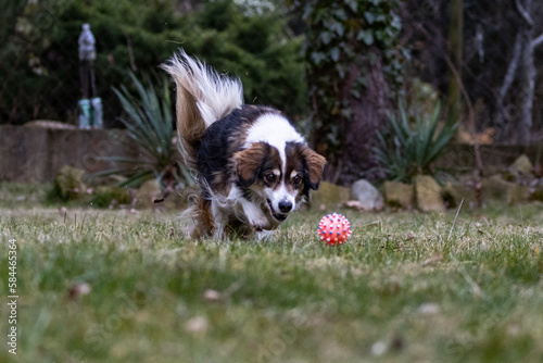 A dog chasing a ball. A dog playing with a ball.